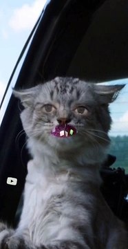 khawab me gurba (billi, cat) dekhne ki tabeer tabeer