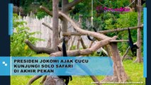 Keseruan Presiden Jokowi Ketika Ajak Cucu-cucunya Berlibur ke Solo Safari Saat Akhir Pekan