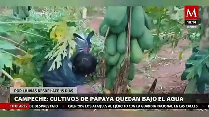 En Campeche, reportan pérdidas millonarias en cultivos de papaya por fuertes lluvias