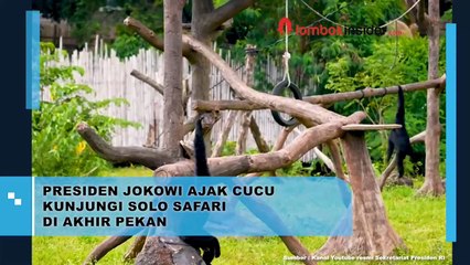PRESIDEN JOKOWI AJAK CUCU  KUNJUNGI SOLO SAFARI  DI AKHIR PEKAN