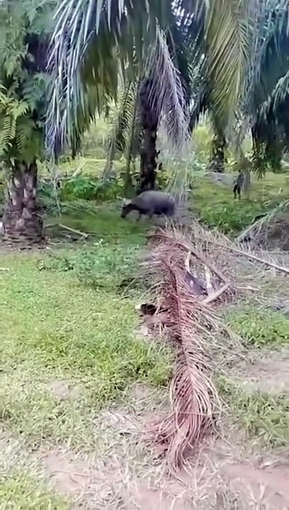 Funny shorts