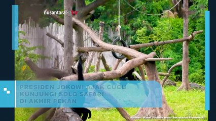 Di Akhir Pekan, Presiden Jokowi Ajak Cucu Nikmati Liburan di Solo Safari