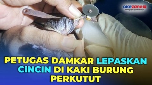 Ada-Ada Saja, Petugas Damkar Rembang Bantu Lepaskan Cincin di Kaki Burung Perkutut