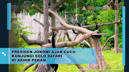 Presiden Jokowi Ajak Cucu Kunjungi Solo Safari di Akhir Pekan