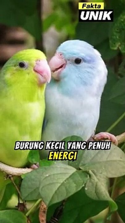Lucunya Burung Parrotlet