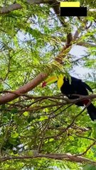 Mengenal Keunikan Burung Toucan 🐦