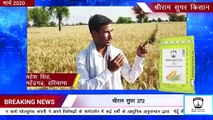 Shriram Super 272 Wheat Seeds: Harvest Tales from Haryana & Punjab