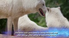 Whispers of the White North: Journey into the Mysterious Realm of the Arctic Wolf