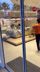 Ünlü mağazadan yatakta 'başıboş köpek' şovu