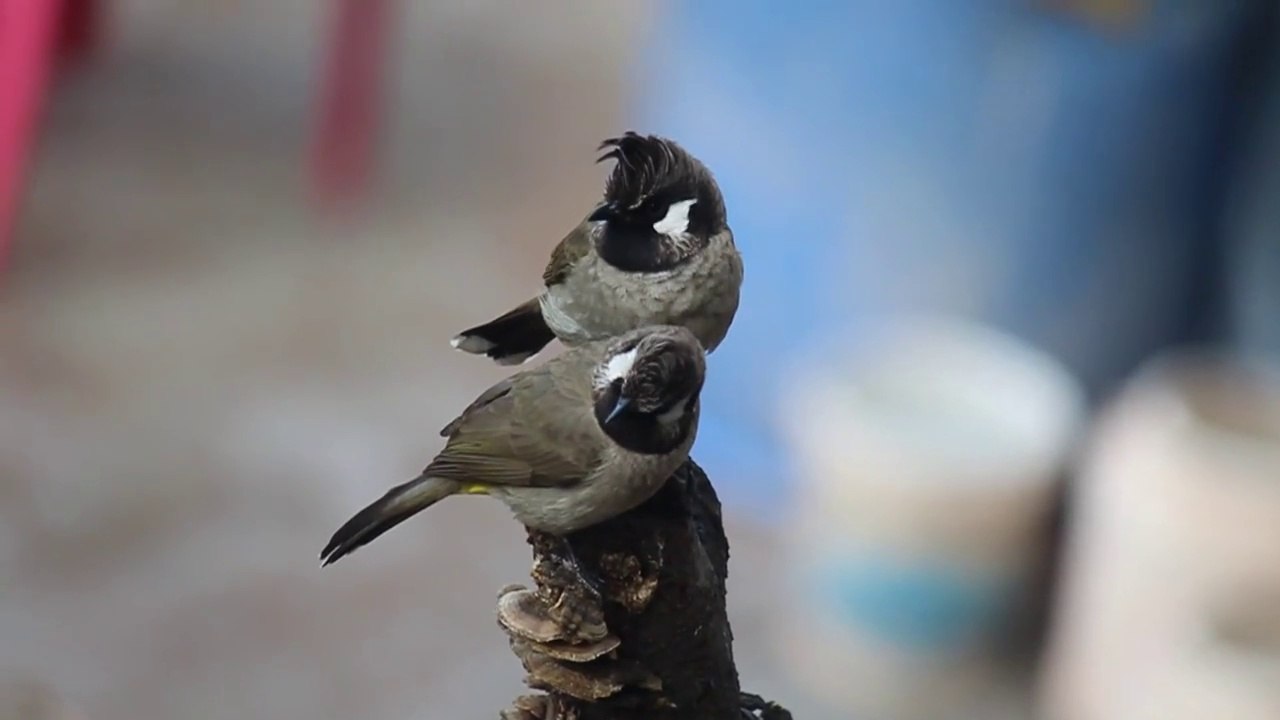 NATURE Bird Singing