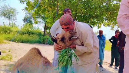 Zalim ne camel ki tang cat de