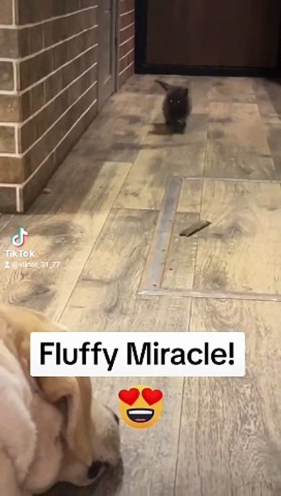 FLUTTY MIRACLE  - #humor #humour #funny #funnyfails #fails