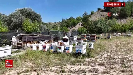Yurtdışını ardında bırakıp Eskişehir'in dağlarında bal üretmeye başladı