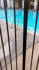 Pool Pup! Golden Retriever's Hilarious Dive Frenzy Will Melt Your Heart