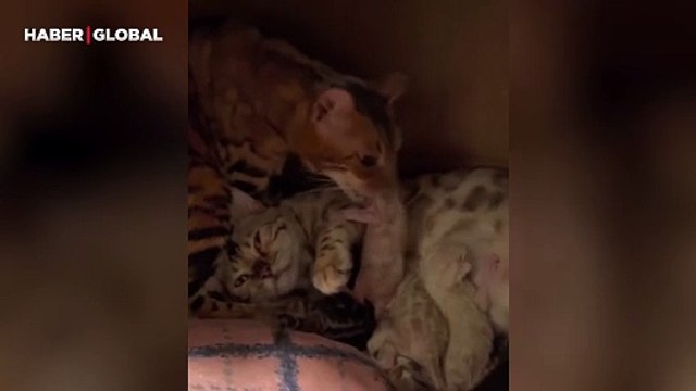 Eşi yavrularını emzirirken ona destek olan kedinin görüntüleri izlenme rekoru kırdı