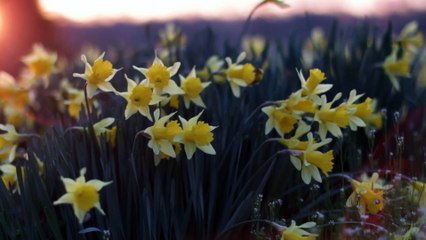 "Blissful Calm: 20-Minute Body Scan Guided Meditation for Total Relaxation"