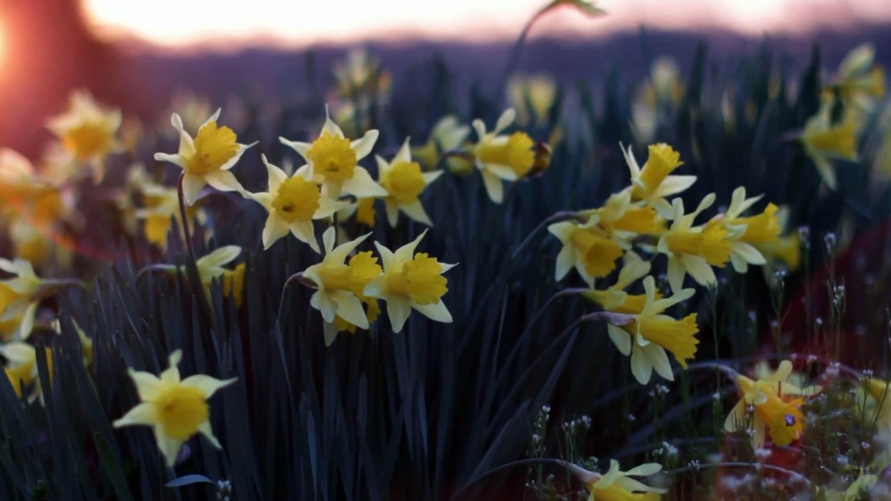 "Blissful Calm: 20-Minute Body Scan Guided Meditation for Total Relaxation"