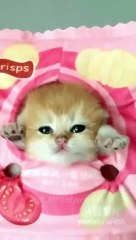cute kitten’s meow #kitten #shorts