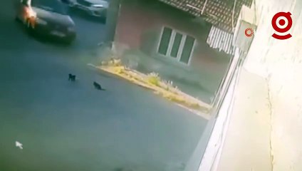 Sürücü yavru kedileri ezdi, anneleri başlarından ayrılmadı