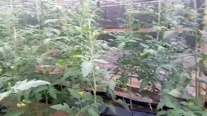 John Nwankwo Noko Alspecs Farm