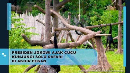 PRESIDEN JOKOWI AJAK CUCU KUNJUNGI SOLO SAFARI DI AKHIR PEKAN