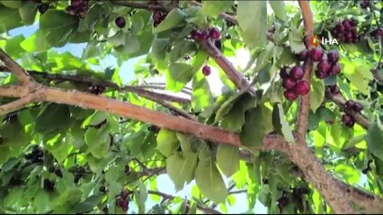 Kahramanmaraş'ta üretilen kiraz bahçede 27.5 markette 60 lira