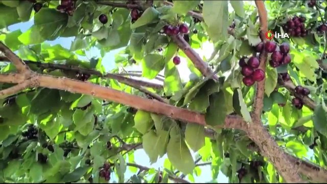 Kahramanmaraş'ta üretilen kiraz bahçede 27.5 markette 60 lira