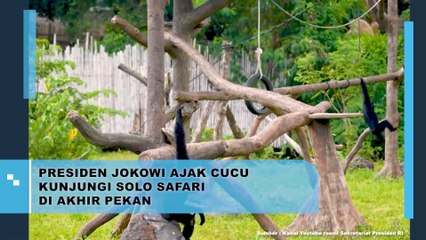 Jokowi Ajak Cucu Kunjungi Solo Safari di Akhir Pekan