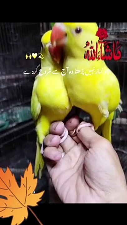 Birds