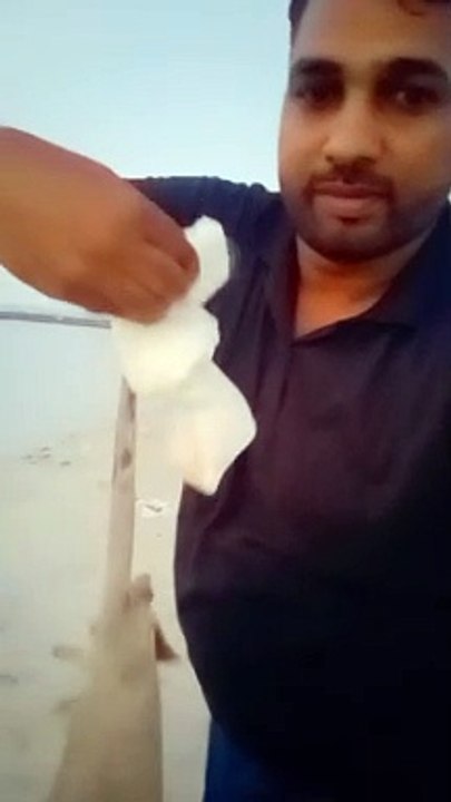 Hamoor fish