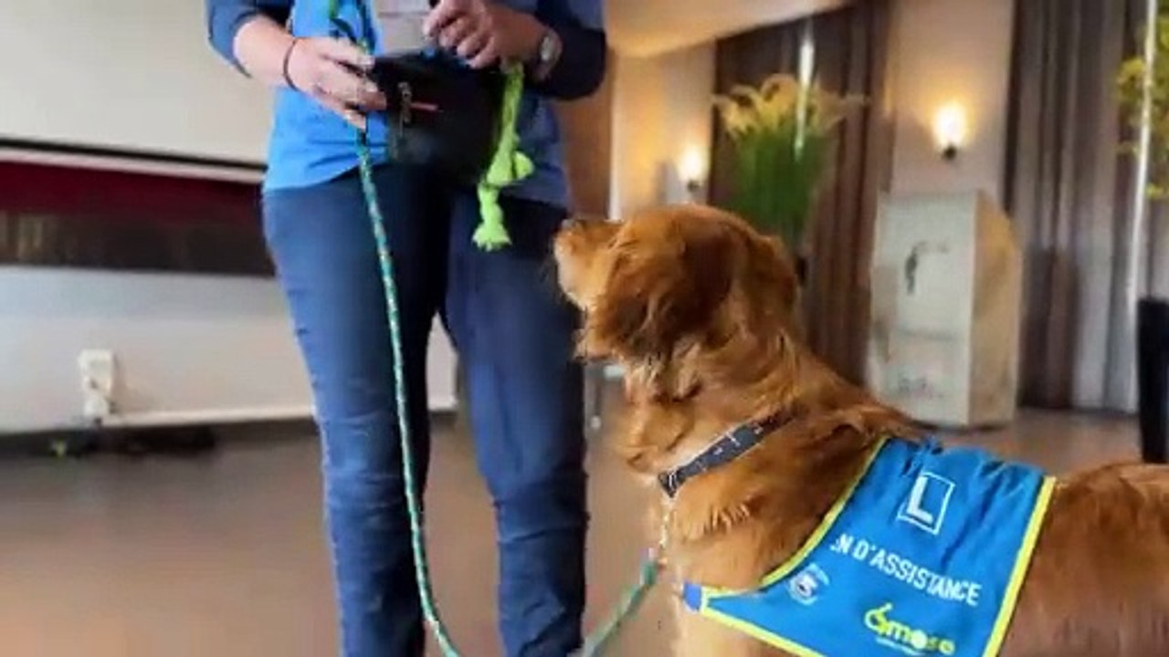 Apprendre le rapport d'objets à son chien