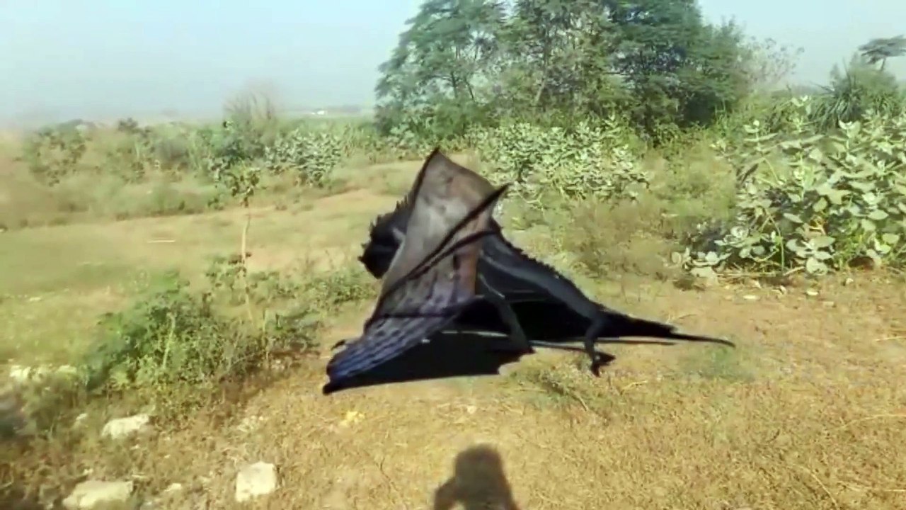 dinosaurs dragan video dinosaur best video battle video best video dinosaur battle video dinosaurs