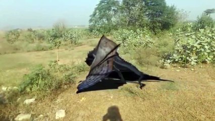 dinosaurs dragan video dinosaur best video battle video best video dinosaur battle video dinosaurs