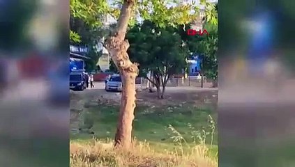 Sürüden ayrılan koyuna şiddet uyguladı