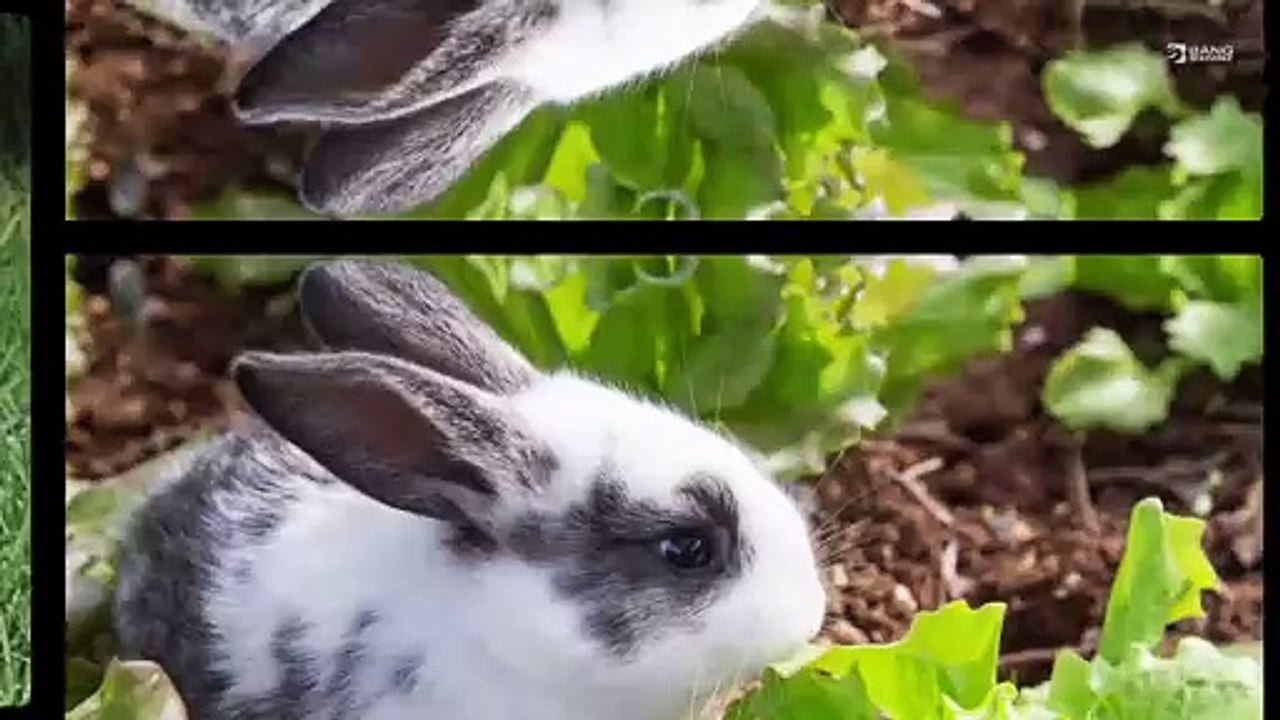 Kaninchen werden high, wenn sie Salat essen