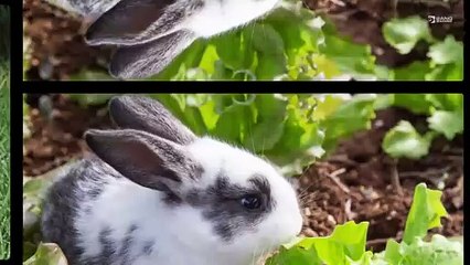 Kaninchen werden high, wenn sie Salat essen