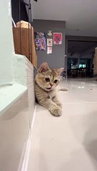 Cat Playing Coin Flip