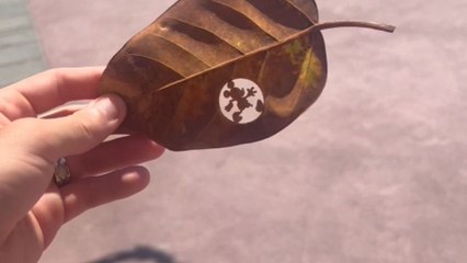 Man discovers leaf with incredibly intricate Mickey Mouse carving