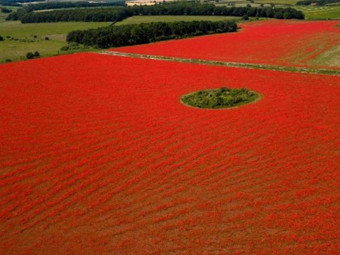 Hobbyfotograf entdeckt rotes Meer aus Mohnblumen