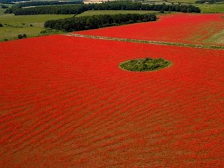 Hobbyfotograf entdeckt rotes Meer aus Mohnblumen