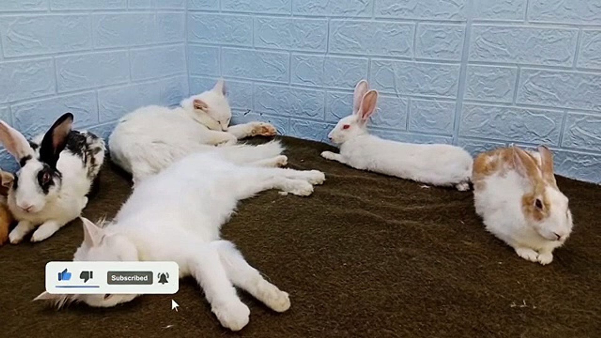 ⁣Funny funny #funny video# comedy #funny cat#funny Dog #
