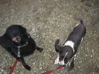 bramble et georgie au lac 3