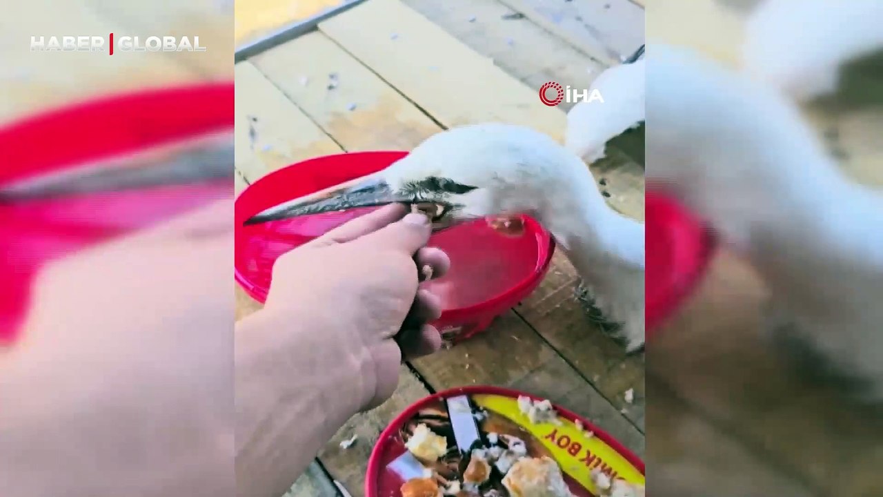 Yolda yaralı bulunan yavru leyleğe sahip çıkan vatandaş duygulandırdı