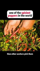 One of the most spiciest peppers in the world #fyp #foryou #tictok #food #delicious