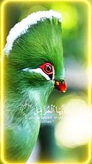 Surah Muzammil Beautiful   Tilawat #islam #new islamic video