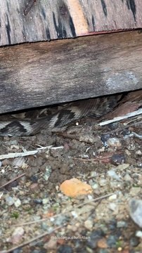 Cobra entre as mais venenosas do Brasil entra em galinheiro e tenta picar biólogo em Jaraguá do Sul