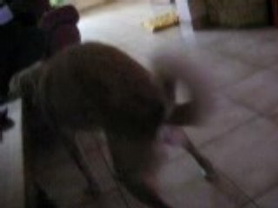 tango