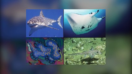 This UNEARTHLY Deep Sea Creature Will Leave You Shaking