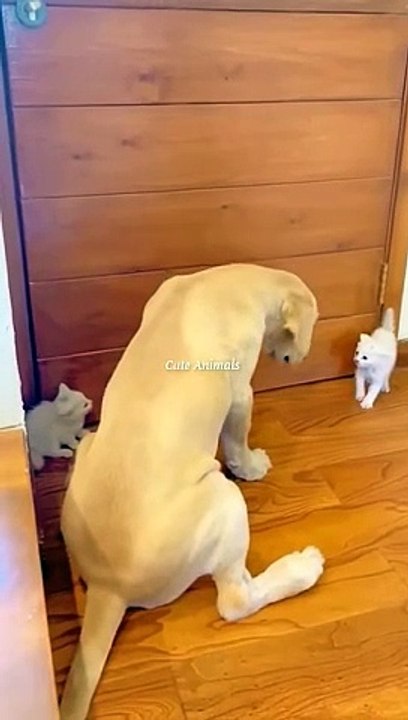 What a Funny Video