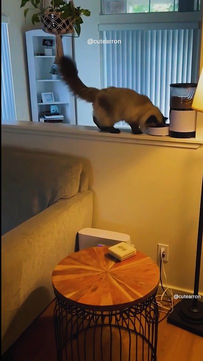 Quand le distributeur de croquettes se déclenche #chat